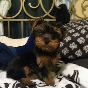 Meet your Posher, Leon